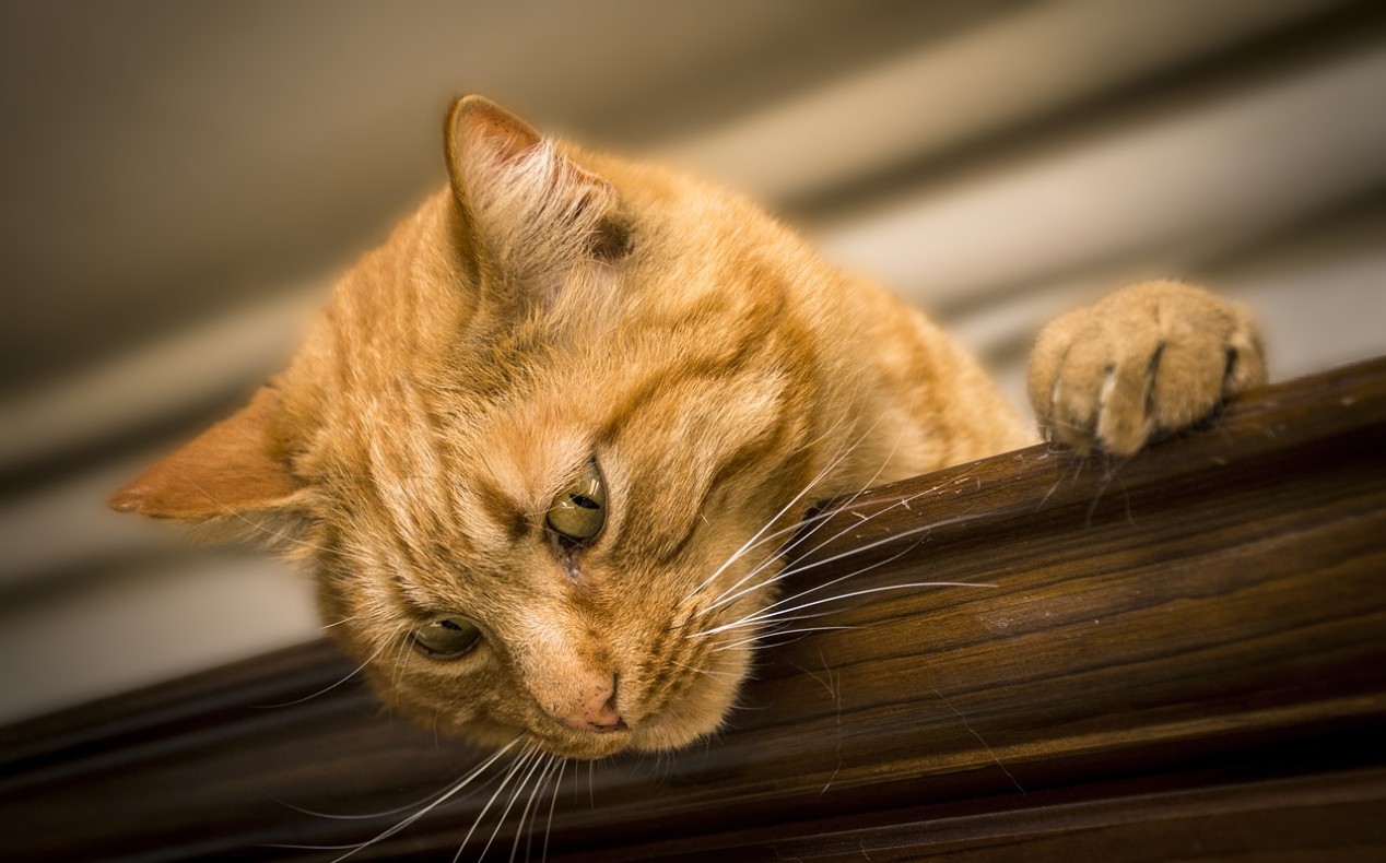 Futter Rezept für Katze - Tatar für Katzen