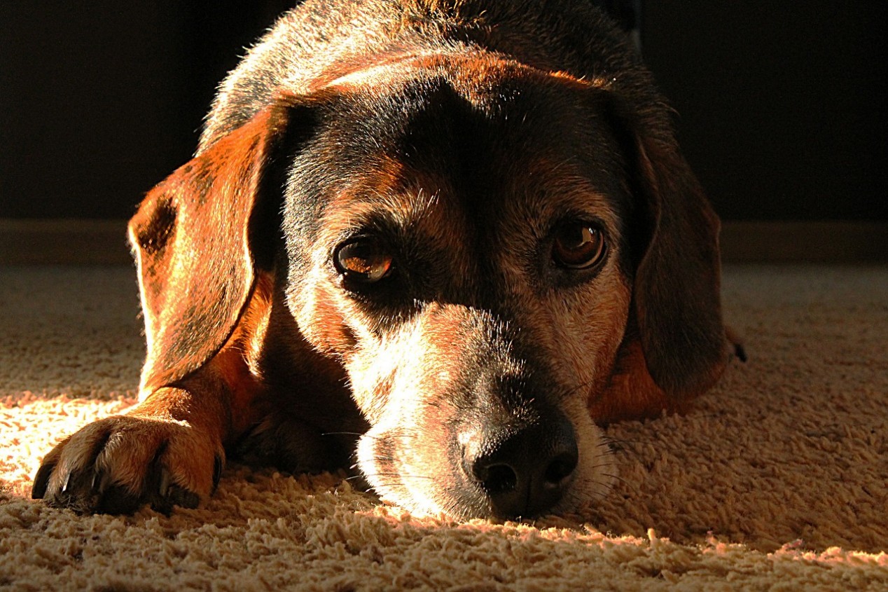 Rezept Hundefutter selber machen - Hähnchen