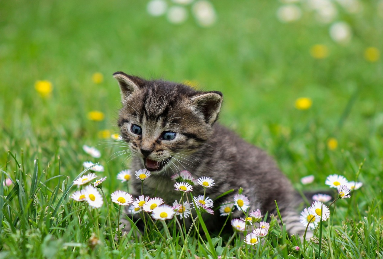 Futter Rezept für Katze -  Hühnersuppe