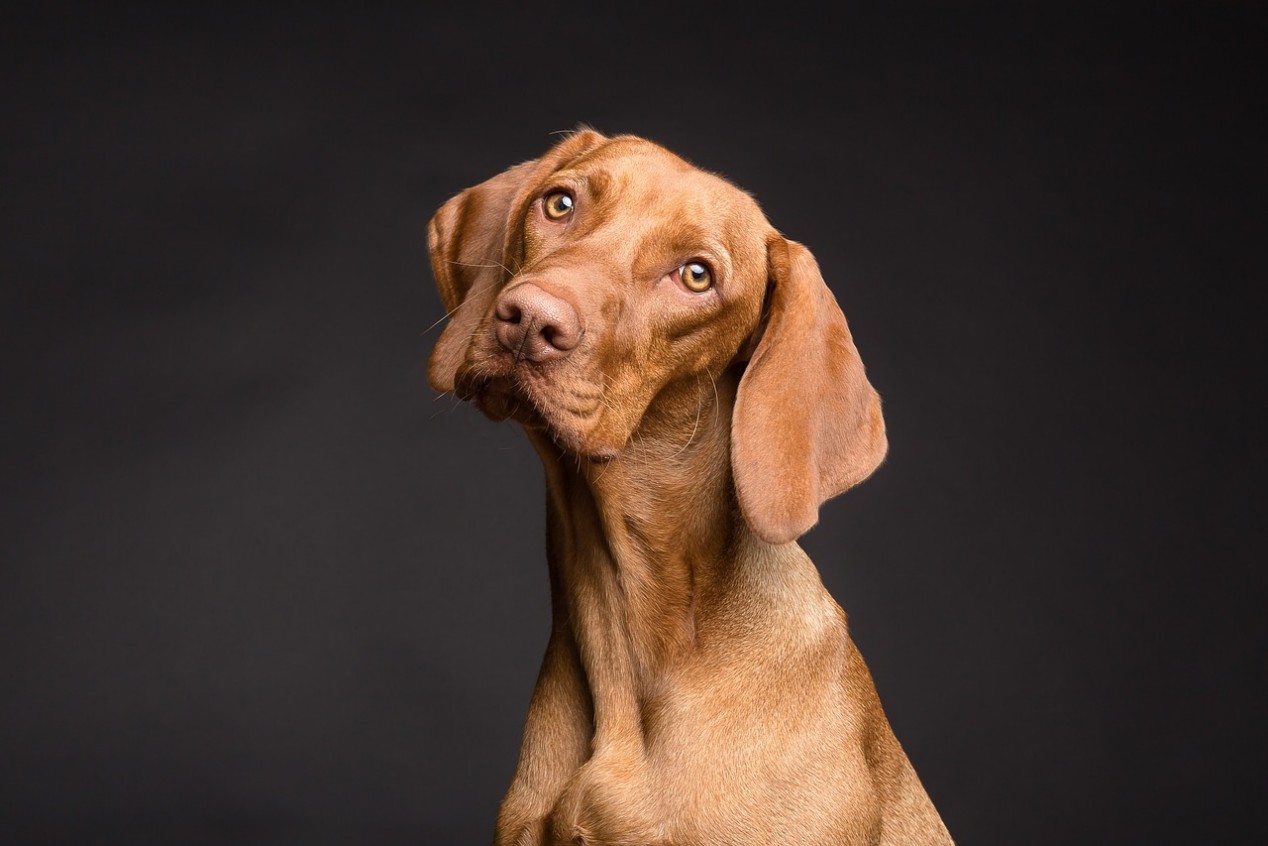 Geflügelsalat als Hundefutter Rezept